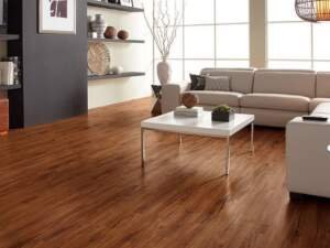 Gold Coast Acacia